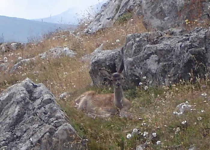 Vaquero Alquiler Completo Gasthof Abiada